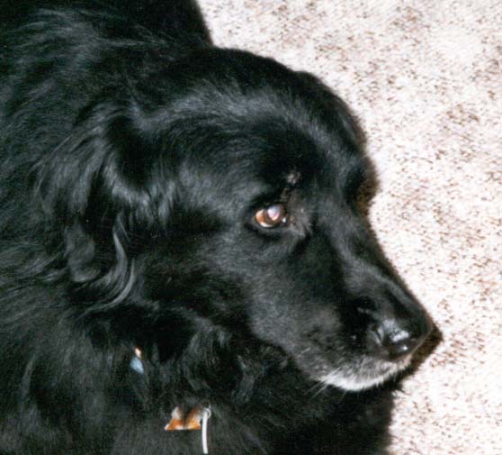 My dog, Gus