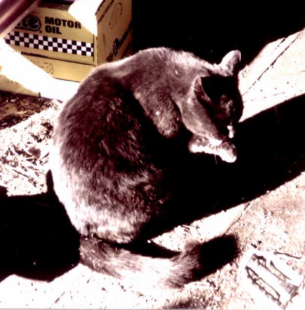 My cat, Soot